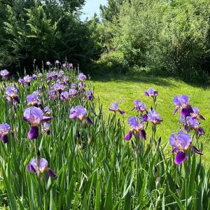 Iris Garden