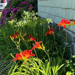 Day Lily Garden