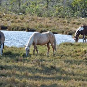 Photo #27 of Lot 2155 BUCCANEER BLVD, GREENBACKVILLE, VA 9.0 acres