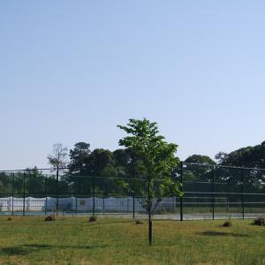 Photo #45 of 22373 PLUM TREE RD, CAPE CHARLES, VA 0.5 acres