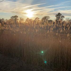 Photo #30 of 7210 BUNTING RD, CHINCOTEAGUE, VA 0.1 acres
