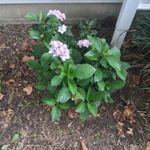 Photo #74 of 27251 MUTTON HUNK ROAD, PARKSLEY, VA 1.2 acres