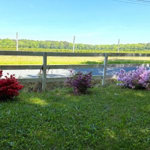 view out the front yard