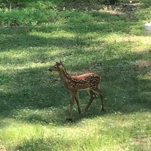 wildlife likes to wander through