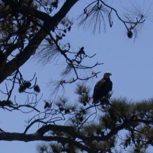 Photo #77 of 1713 SAND HILL DR, CAPE CHARLES, VA 3.1 acres
