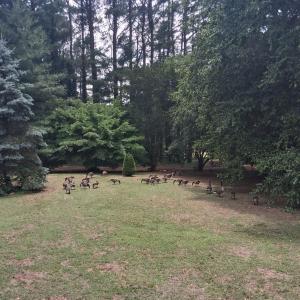 Photo #38 of 24093 COLEY ST, ACCOMAC, VA 1.0 acres
