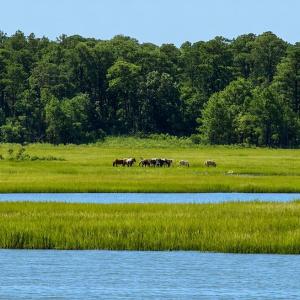 Photo #11 of 7550 EAST SIDE RD, CHINCOTEAGUE, VA 0.0 acres