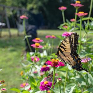 Photo #12 of 2225 BELLE HAVEN RD, BELLE HAVEN, VA 1.5 acres