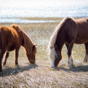 Assateague Ponies