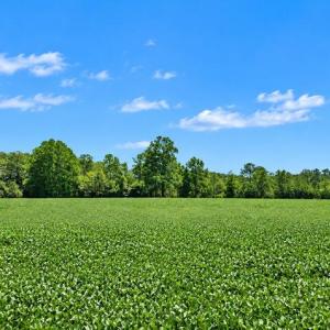 Photo #6 of 35257 CATS POINT LANE, QUINBY, VA 7.0 acres