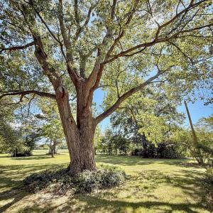 Lots of shade trees