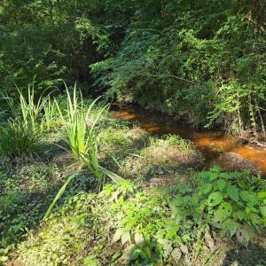 Photo #12 of 23231 COURTHOUSE RD, ACCOMAC, VA 0.7 acres