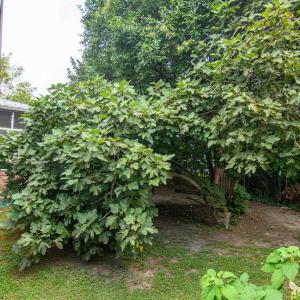 Photo #37 of 23433 DRUMMONDTOWN RD, ACCOMAC, VA 0.4 acres
