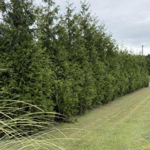 Photo #10 of 31402 CURRATUCK RD, PAINTER, VA 1.0 acres