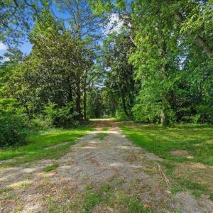 Magnolia Lined Driveway