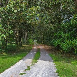 Magnolia Lined Driveway