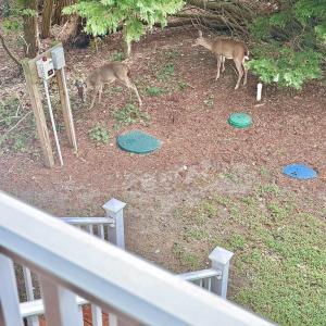 Photo #59 of 7705 EAST SIDE RD, CHINCOTEAGUE, VA 0.3 acres