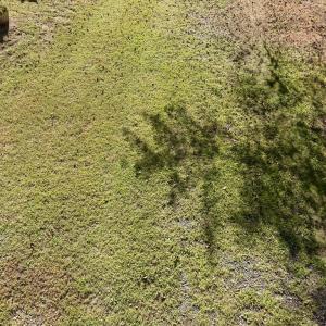 Photo #60 of 7705 EAST SIDE RD, CHINCOTEAGUE, VA 0.3 acres