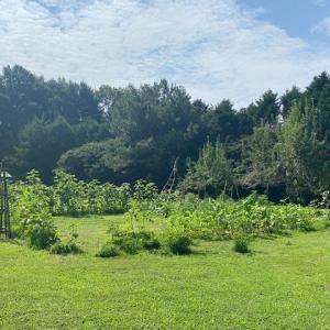 Photo #36 of 27358 EVERGREEN LN, MELFA, VA 3.0 acres