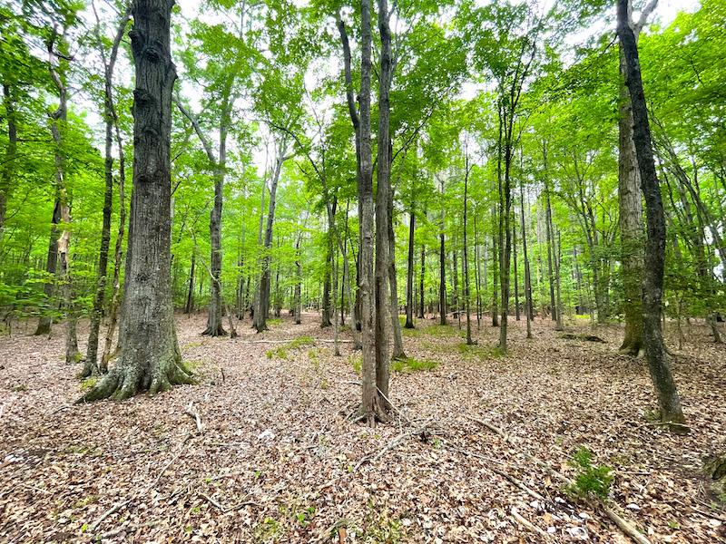 Melfa, VA 88.17 acres Land and Farms Realty