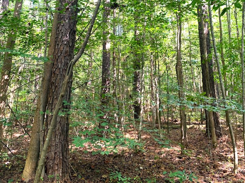 Waverly, VA 150 acres Land and Farms Realty