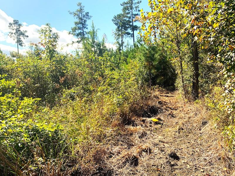 Capron, VA 20.5 acres Land and Farms Realty