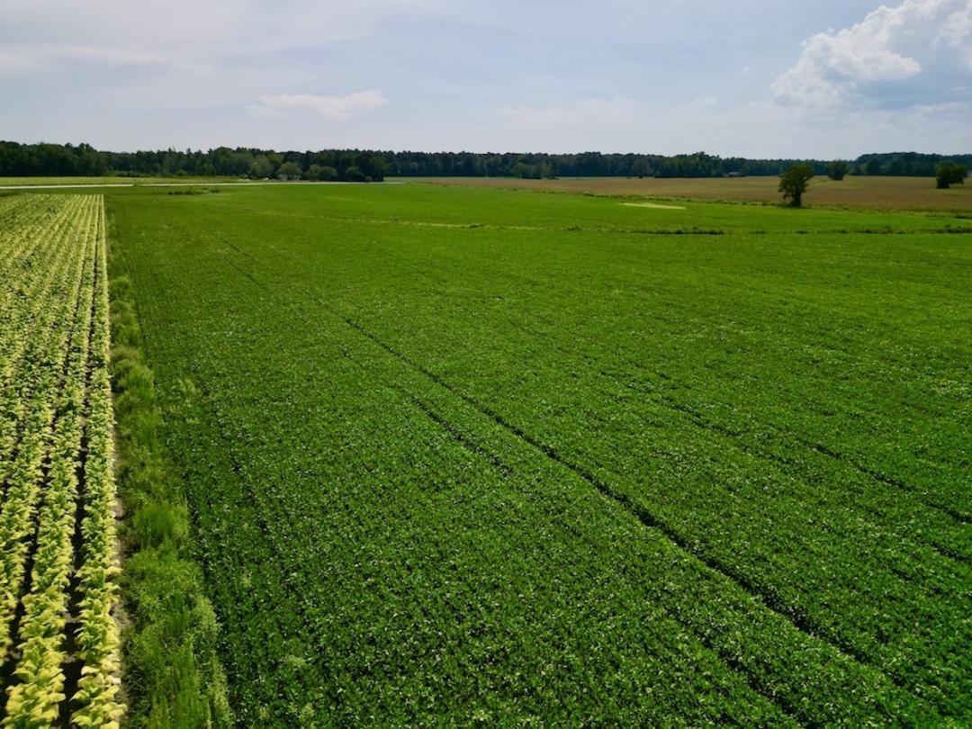 Dover, NC 31.97 acres Land and Farms Realty