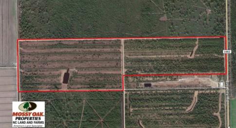 Photo of UNDER CONTRACT!  136 ac Hunting Land for Sale in Pamlico County NC!