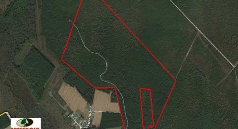 Photo of SOLD!!  283.83 Acres of Hunting and Timber Land For Sale In Pamlico County NC!