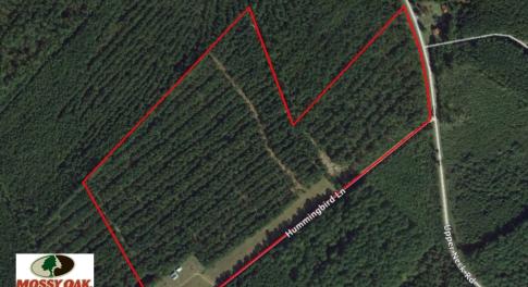 Photo of SOLD!  45 acre Hunting and Timber Land for Sale in Pamlico County NC!