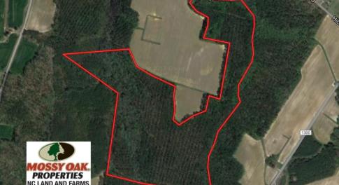 Photo of UNDER CONTRACT!  72 Acres of Hunting and Managed Timber Land For Sale in Northampton County NC!