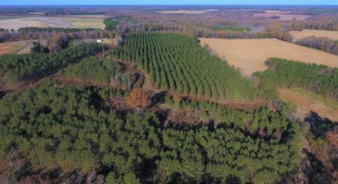 Photo of UNDER CONTRACT!  70.53 Acres of Hunting and Timber Land For Sale in Edgecombe County NC!