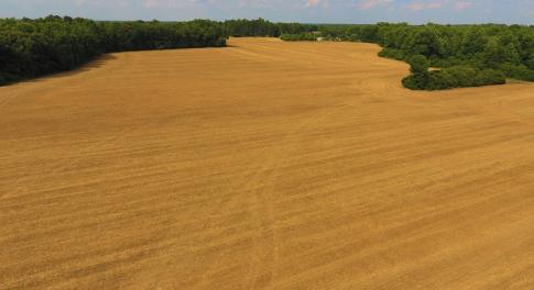 Photo of UNDER CONTRACT!  36.69 Acres of Farm and Timber Land For Sale In Edgecombe County NC!