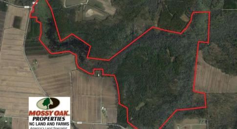 Photo of UNDER CONTRACT!  289 Acres of Hunting and Timber Land For Sale in Tyrrell County NC!