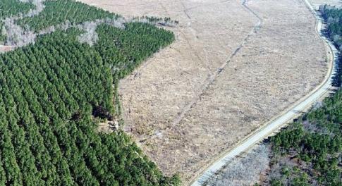 Photo of UNDER CONTRACT!  171 Acres of Timber Land For Sale In Halifax County NC!