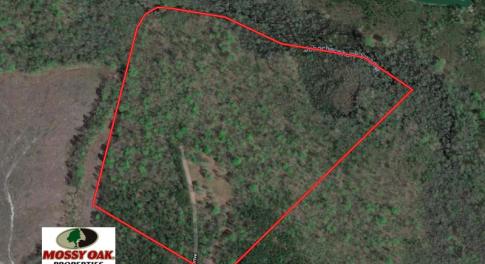 Photo of SOLD!!  55 Acres of Hunting and Timber Land with Home Site in Surry County VA!