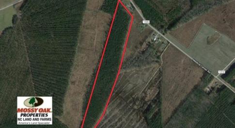 Photo of SOLD!  38 Acres of Hunting and Timber Land for Sale in Gates County NC!