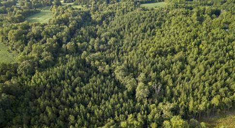Photo of SOLD!!  28.10 Acres of Farm and Hunting Land For Sale in Person County NC!