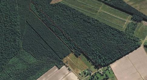 Photo of SOLD!!  21 Acres of Hunting and Timber Land For Sale in Perquimans County NC!