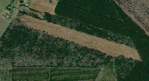 Photo of SOLD!!  23 Acres Hunting and Timber Land For Sale in Perquimans County NC!