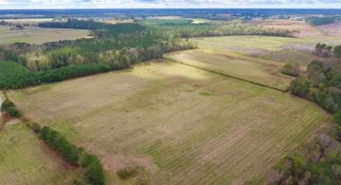 Photo of 54 Acres of Farm and Timber Land For Sale in Pitt County NC!