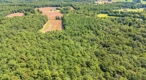Bird's eye view of a forest