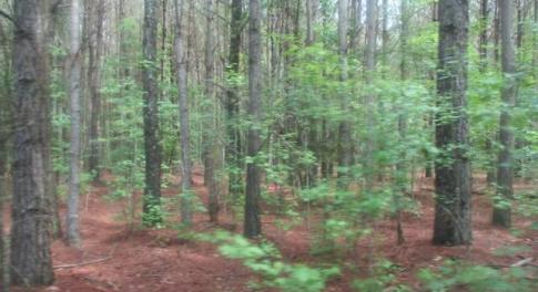 Wooded