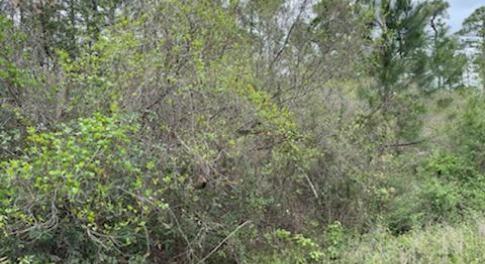 View of land