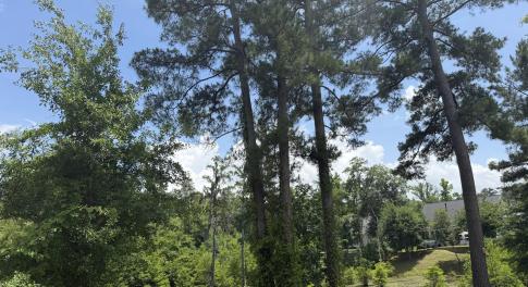 Creek View