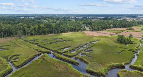 Palmetto towards Preservation