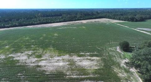 Tract #3 Cowpen Swamp Rd
