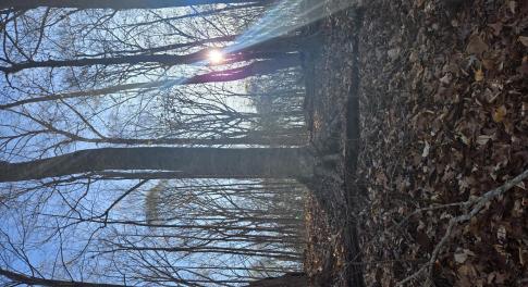 Mature hardwood forest
