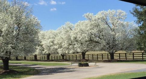 cherryblossoms