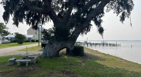 Live Oak Shot
